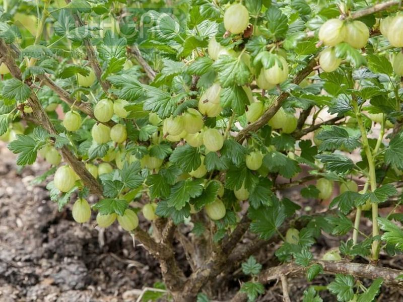 Новая жизнь куста крыжовника