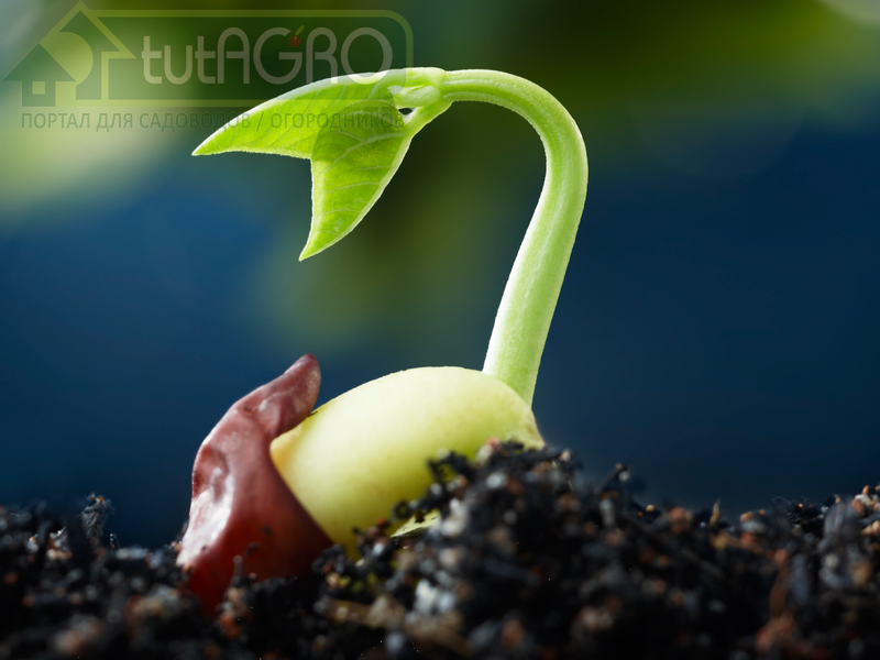 Успешный старт