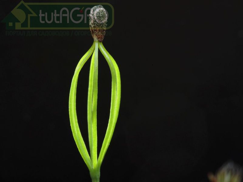 Успешный старт