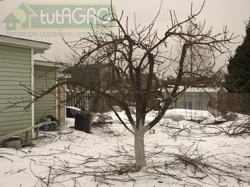 Омоложение яблонь