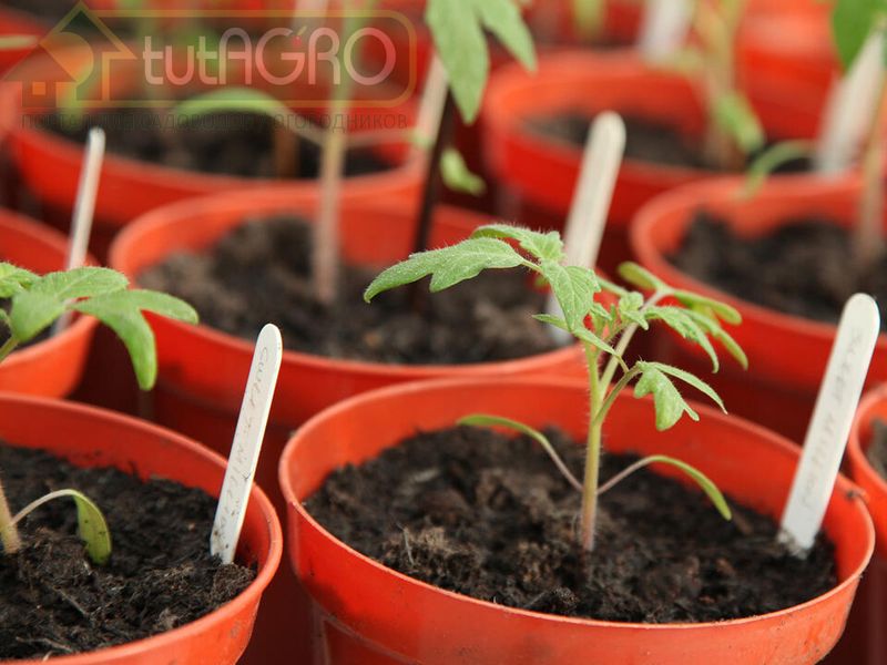 Стимуляторы роста. Как не навредить?