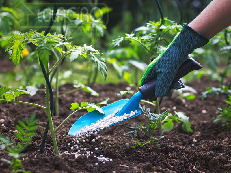 Азотные удобрения: когда и как применять 