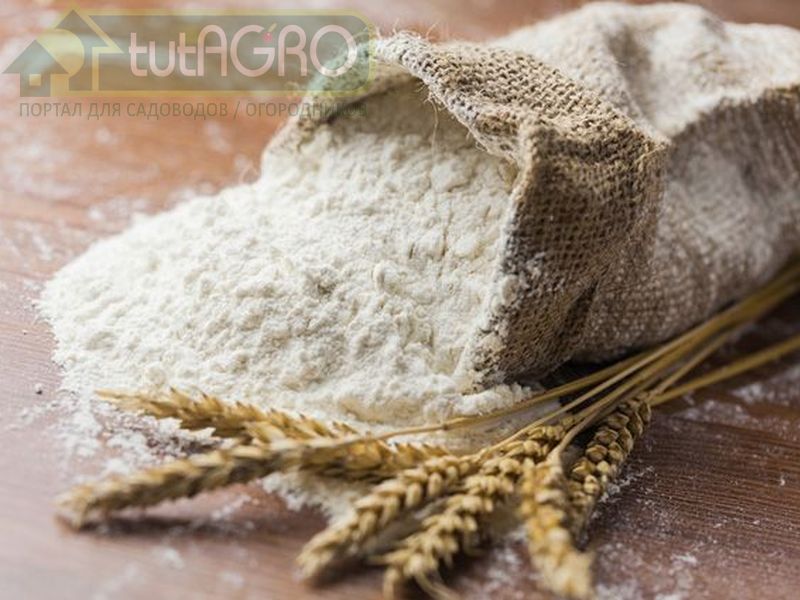 Мука является основным продуктом питания многих людей по всему миру и, на самом деле, является легкодоступным удобрением и средством защиты растений. Для чего опытные агрономы используют муку в огороде?