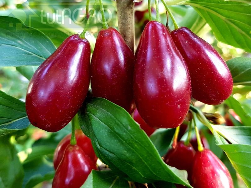 Кизил украсит сад и вылечит душу