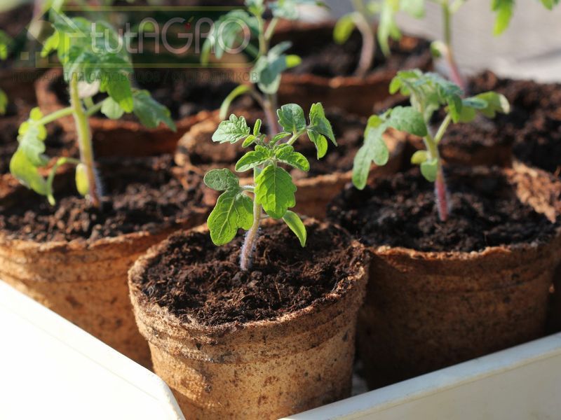 Подкормки для рассады