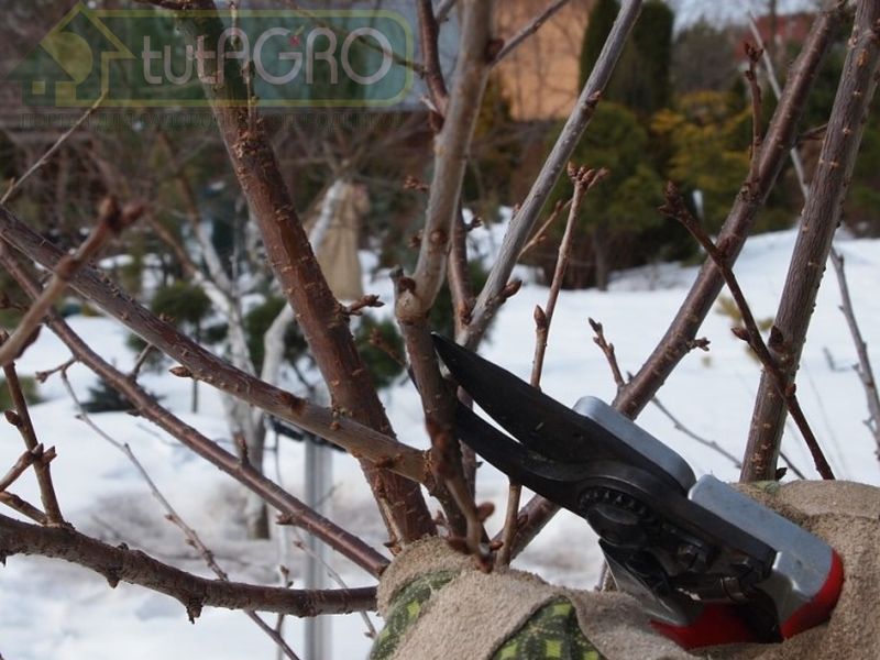 Рост ниже - урожай выше