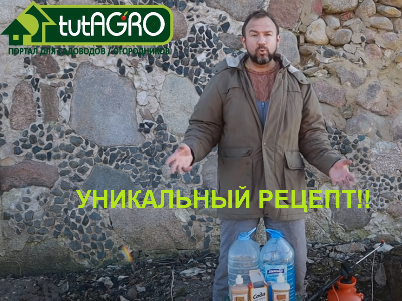 Растения тоже болеют и на них заводятся паразиты. Это так и есть. Человечество борется с ними с тех пор, как зародилось сельское хозяйство. И вот один из рецептов 19 века дошел до наших дней благодаря его эффективности и простоте. Уникальный рецепт 19 века для весенней обработки сада, борьбы с гнилью, пероноспорозом и фитофторой