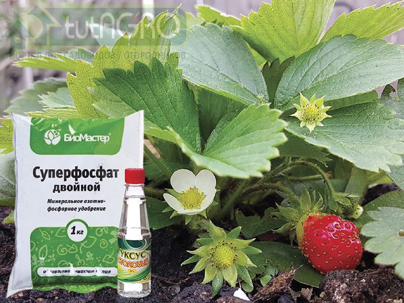 «Быстрый» фосфор для клубники