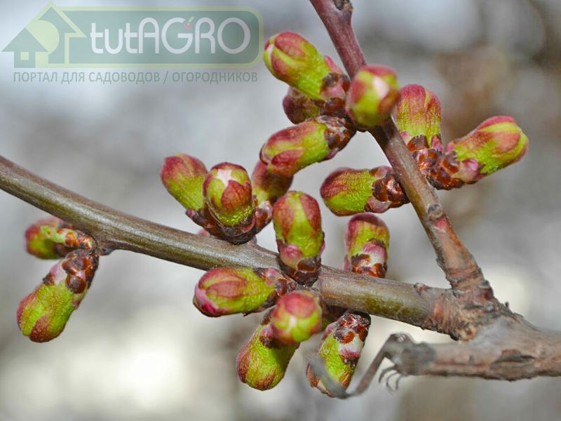 Искореняющая обработка сада весной