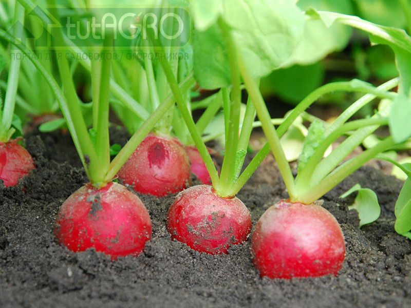 Редис: тонкости выращивания