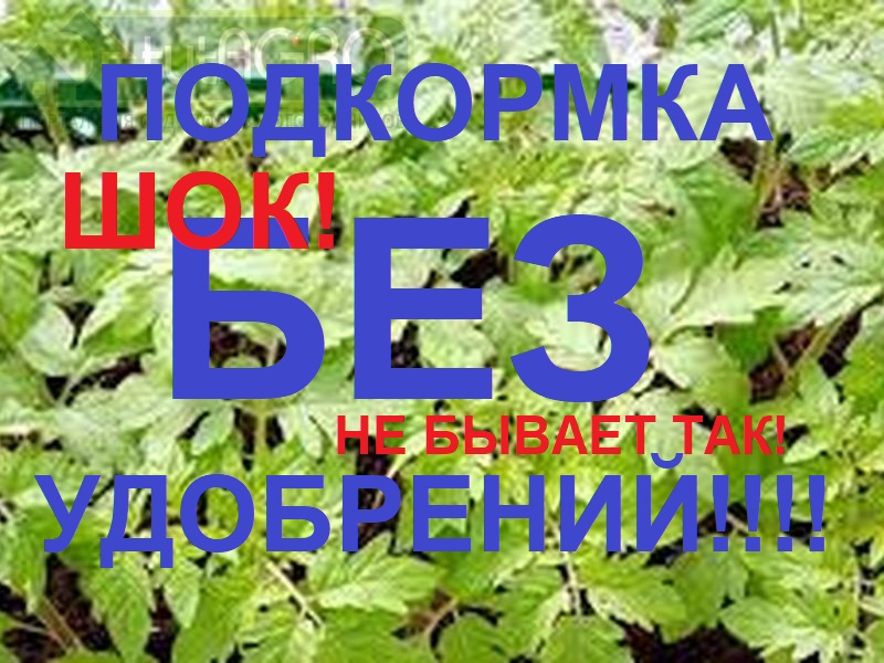 До и после высадки рассады в теплицу рассада может плохо расти. Холодные ночи, повреждение болезнями и вредителями, нехватка света и питания заметно тормозят приживаемость и рост рассады томатов. От этого средства рассада взбодрится, будет правильно расти и приживется! Подкормка без удобрений.