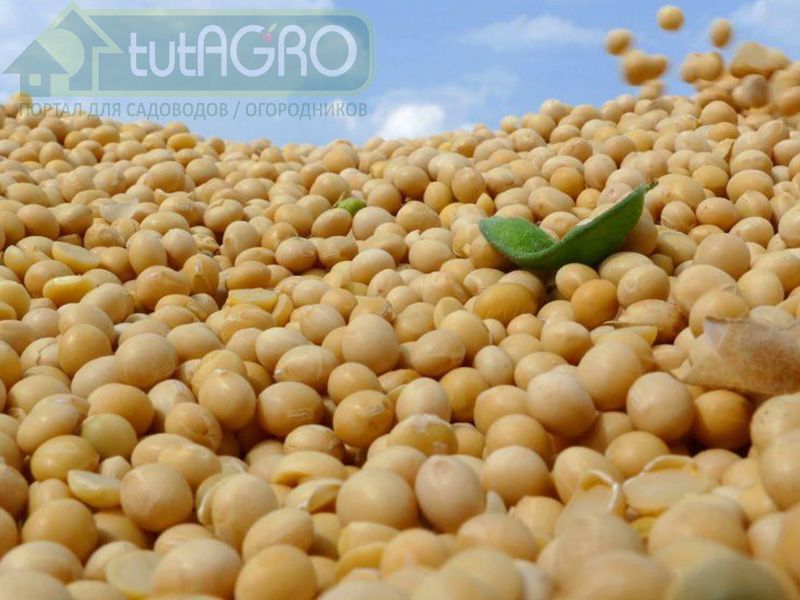 Выращивание сои на даче