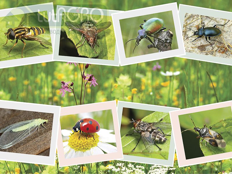 Полезные насекомые