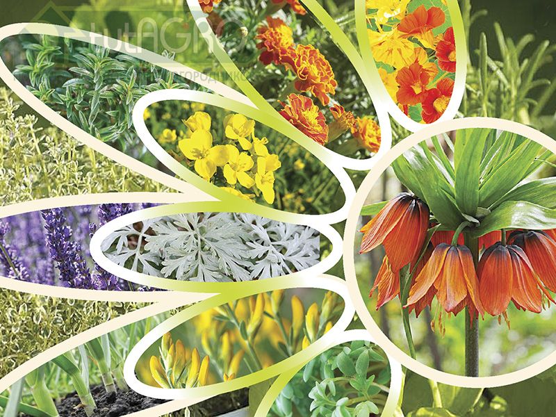 Растения-защитники огорода