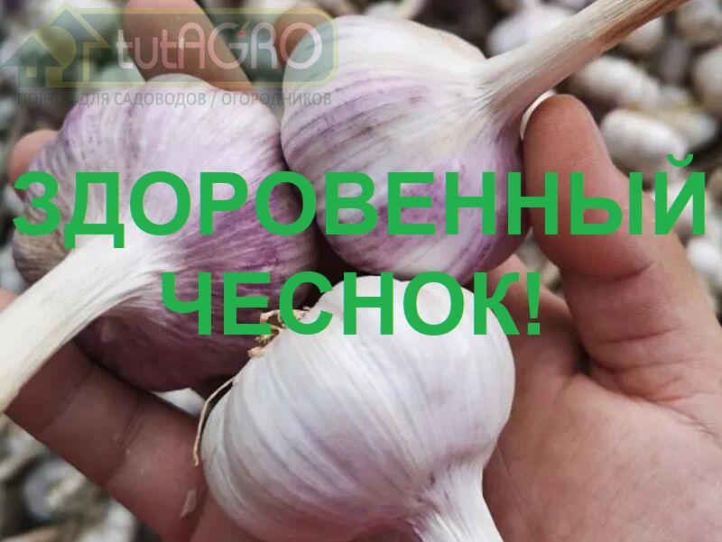 Когда открывать чеснок, чтобы он не пожелтел? Убирать или не убирать мульчу с чеснока? Когда открывать чеснок, чтобы он не пожелтел? Убирать или не убирать мульчу с чеснока?