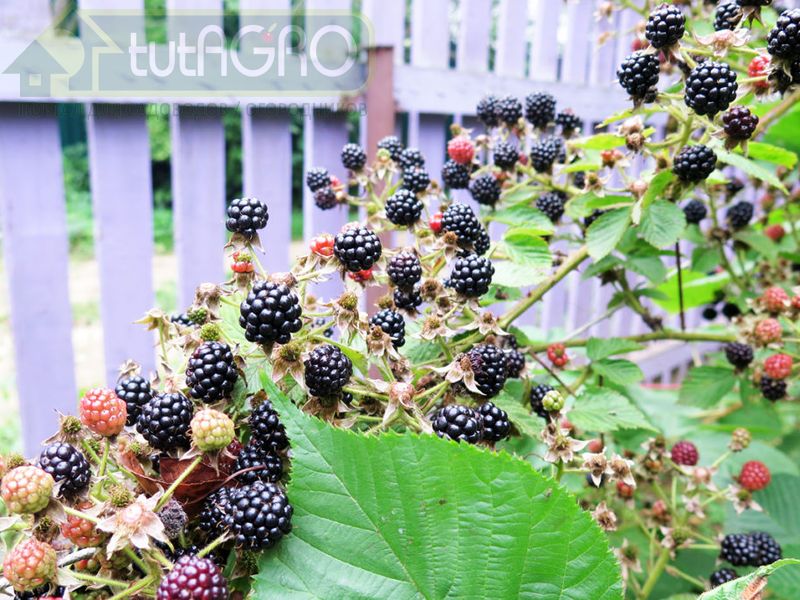 Ежевику соберем