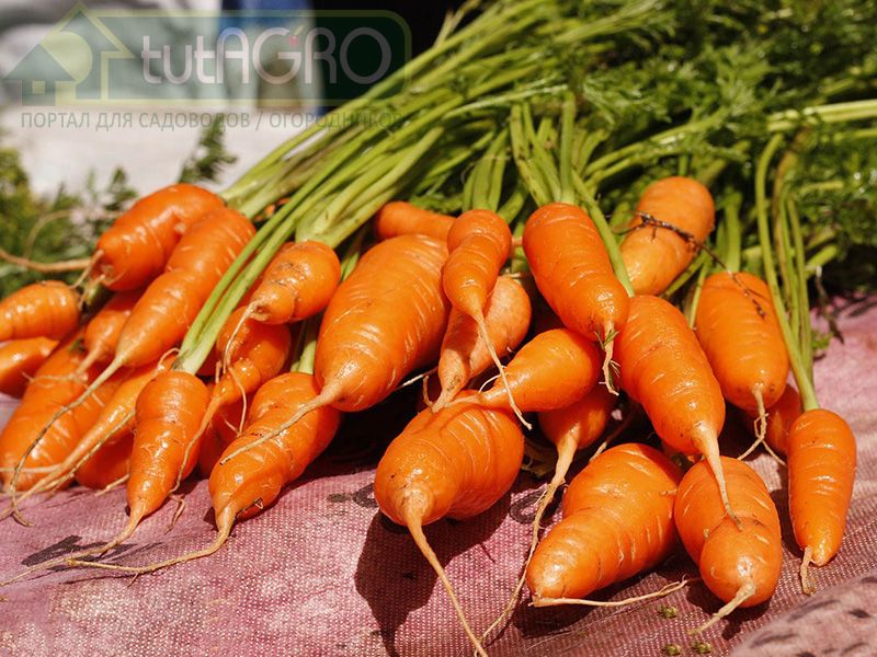 Секреты хорошего урожая моркови