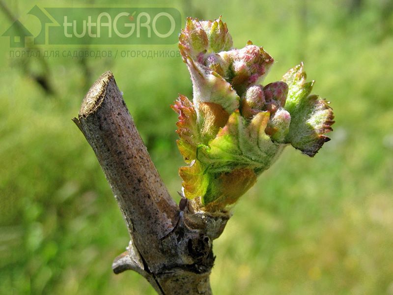 Я прививки не боюсь…