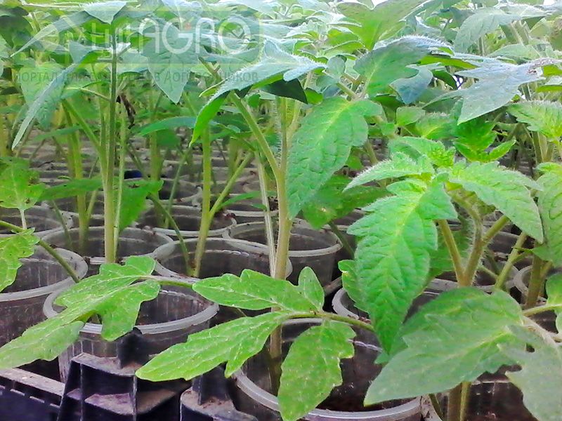 Актуальные вопросы о выращивании рассады