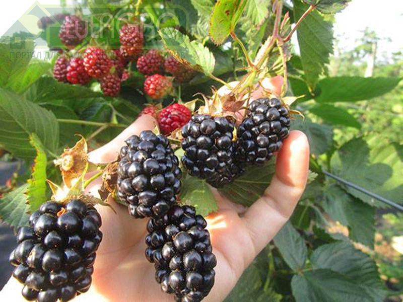 Знакомьтесь: Навахо - ежевика без шипов