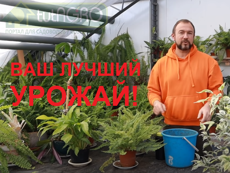 В этом видео - рецепт подкормки с усилителем! Качественный грунт, тепло, свет, полив, подкормка, защита от болезней и вредителей - все это важные компоненты успеха получения больших урожаев. Рассада и урожай как с картинки! Это средство еще не раз выручит!