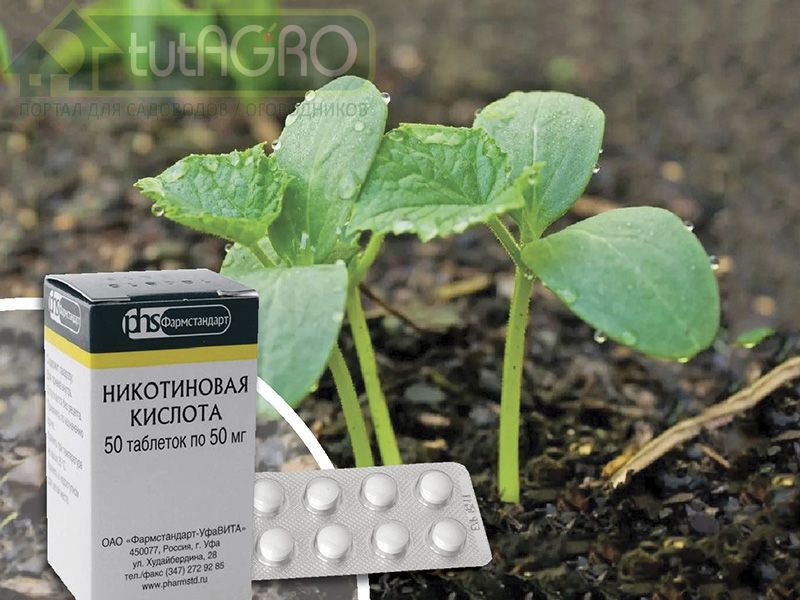 Капля никотина…восстановит растения