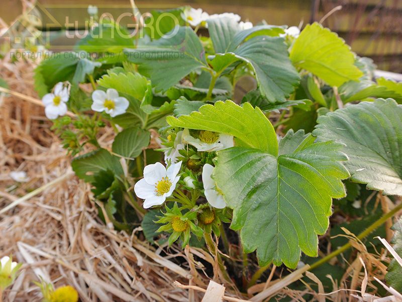 Клубника в вопросах и ответах