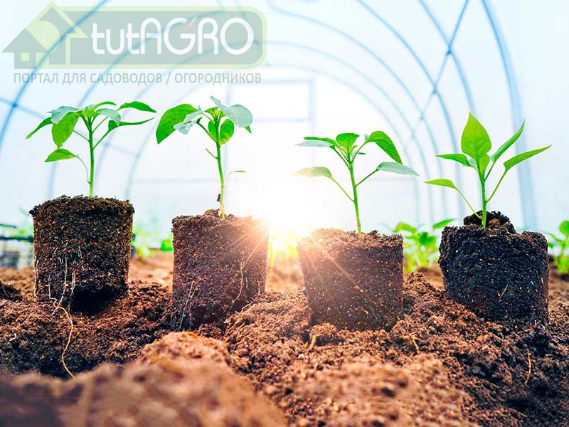 Тепличное новоселье