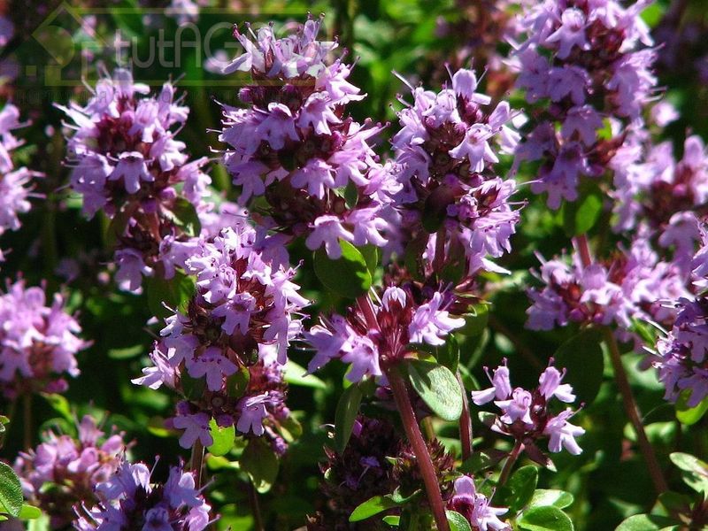 7 способов повышения плодородия почвы