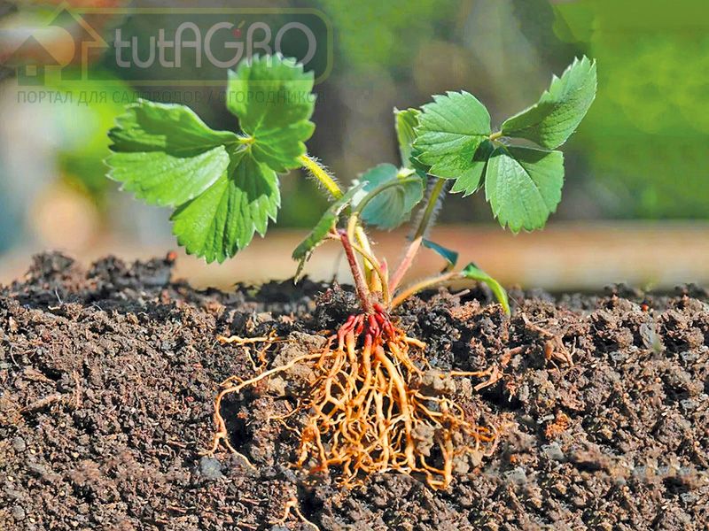 Клубника-новосадка: уход за «малышками»