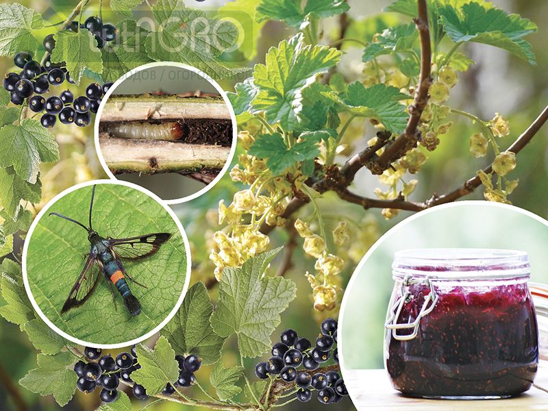 Банка варенья для спасения смородины 