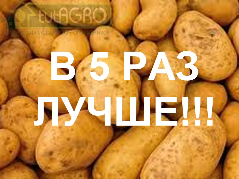 Увеличить урожайность картофеля в 5 раз без удобрений и пестицидов - реально ли это? Ученые утверждают, что да. Всего и надо взять то, что есть в каждом доме и обычно является мусором. Африканский способ посадки картофеля
