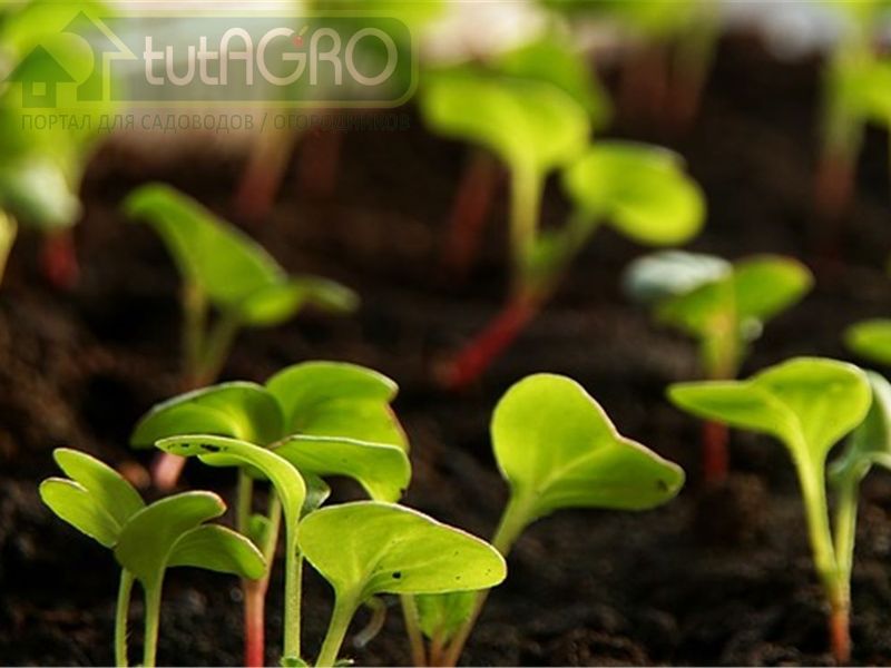 Редисочный конвейер