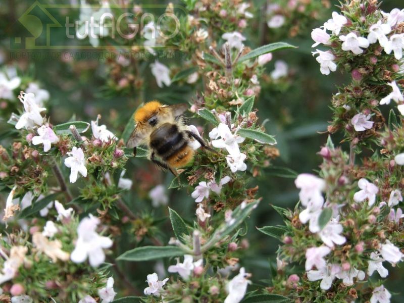 Чабер горный - не чабрец