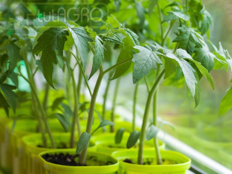 Хлороз - железное голодание рассады