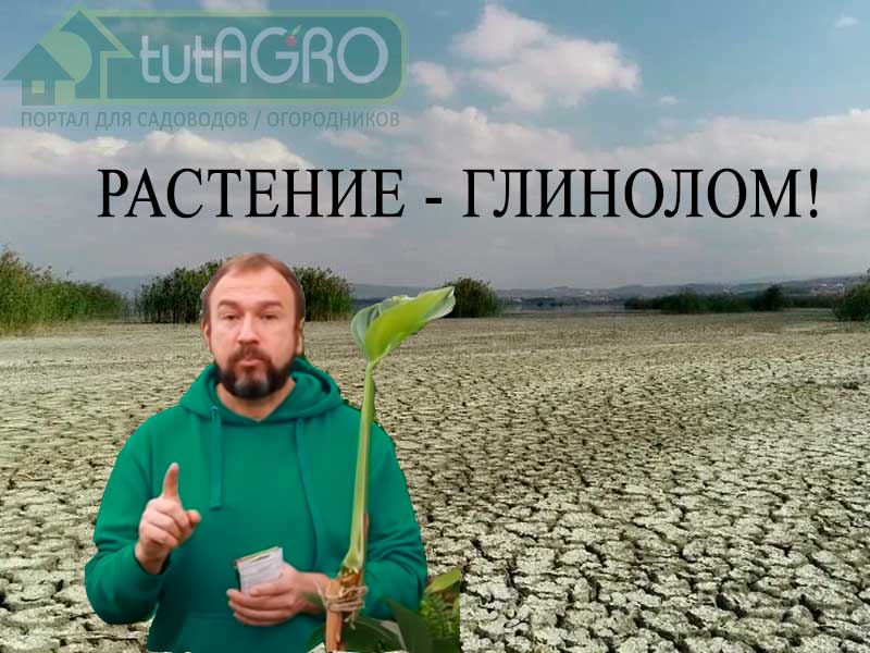 Тяжелые холодные глинистые почвы - просто беда. Ни сад на них не вырастить толковый, ни огород. Легкие супеси, пожалуй, еще хуже. Все удобрения и компосты - как сквозь решето. Улучшение почвы без лопаты и компоста. Растения-глиноломы.