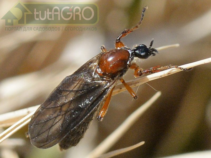 Садовые помощники