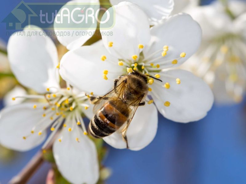 Садовые помощники