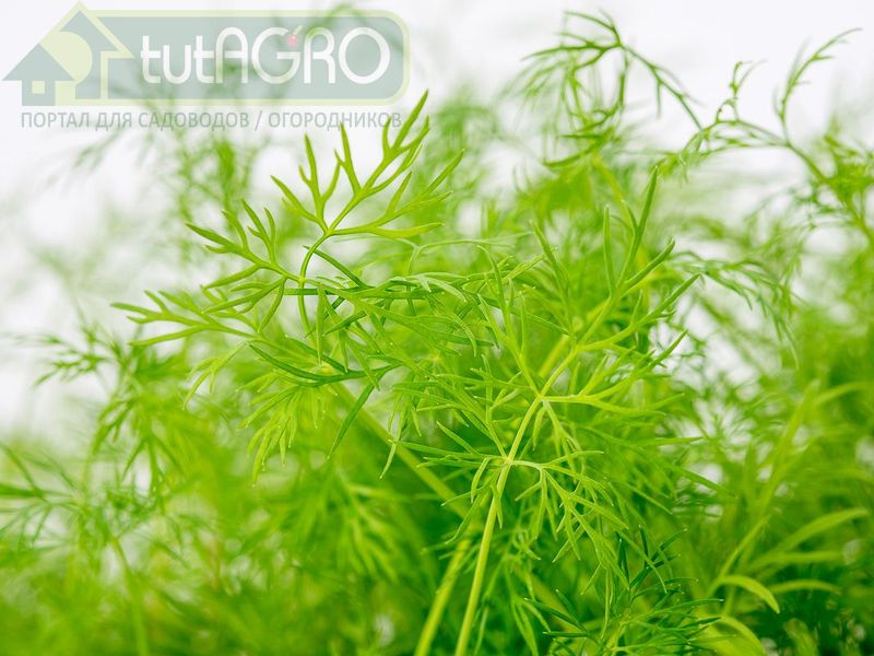 Укропные кущи 