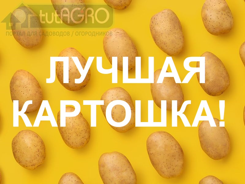 В этом видео я расскажу вам об особенностях сорта картофеля Спунта. Этот сорт отличается самой большой устойчивостью к жаре и засухе. Поэтому его выращивают... в Египте.
Это сорт голландской селекции и он коммерчески очень успешный. Выращивают его много, поэтому урожай везут даже к нам - в Беларусь, в Россию и другие страны.  Назван самый устойчивый сорт картофеля