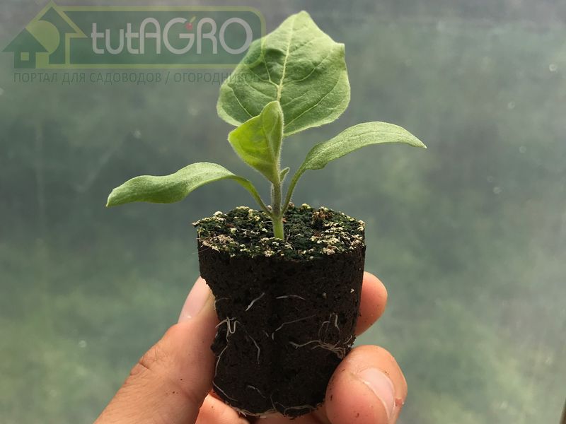 Всему свое время