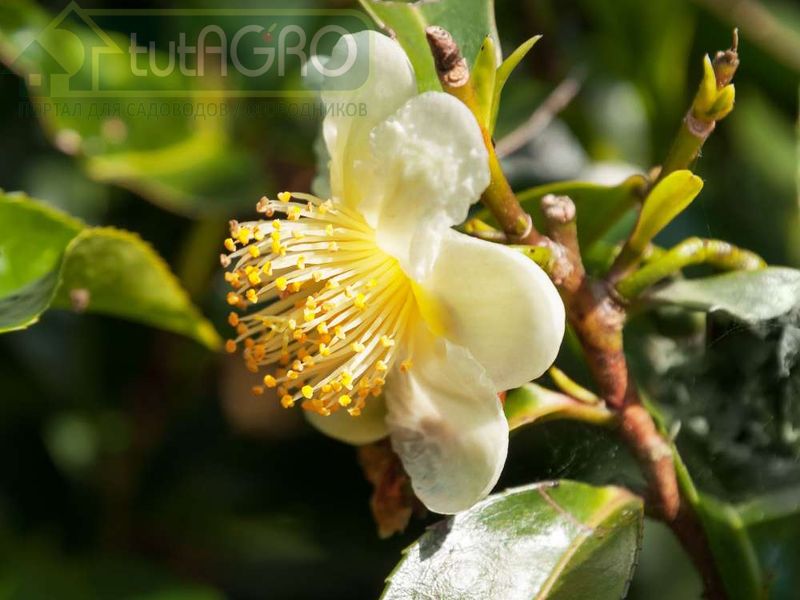 Биопрепараты в весеннем саду