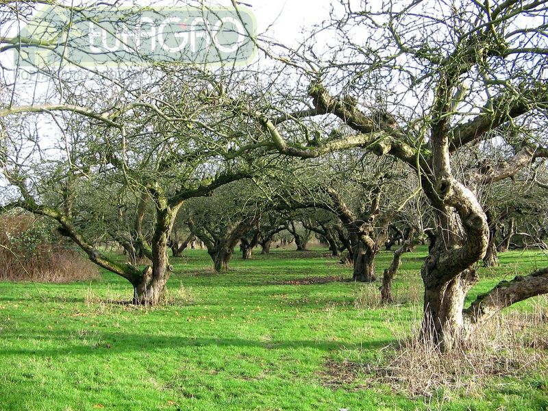 Большому саду - большие урожаи