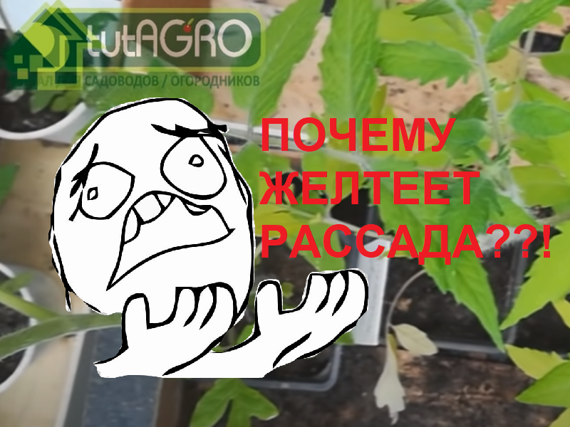 В период выращивания рассады и начала роста в открытом грунте или теплице я часто слышу о проблемах. Давайте разбираться. Почему желтеет рассада томатов или посинели листья? Ответ вас удивит!