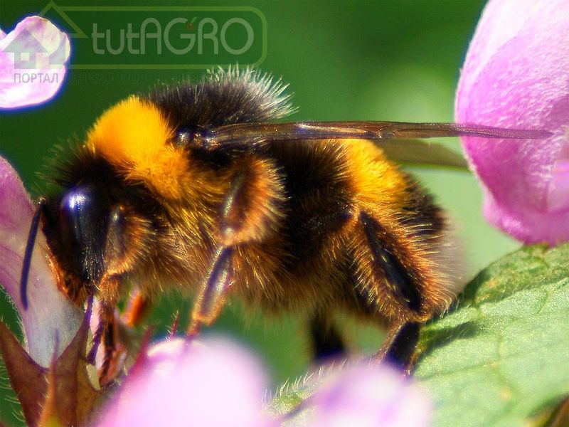 Пригласите в сад шмелей!