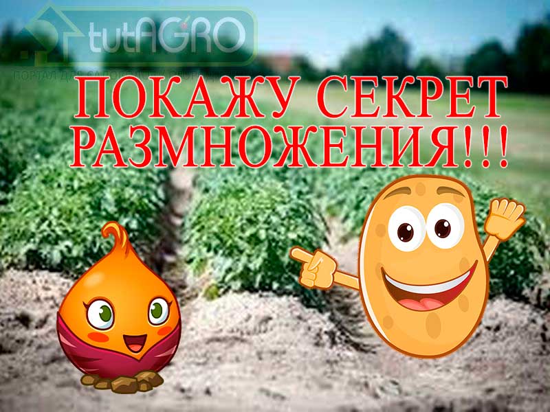 Резать или не резать клубни картофеля перед посадкой? Бесспорно, для посевных целей лучше брать целые клубни средних размеров, однако если количество семян ограничено или семена картофеля чересчур крупные, можно прибегнуть к резке. Как получить больше семенного картофеля без затрат. Секреты размножения!