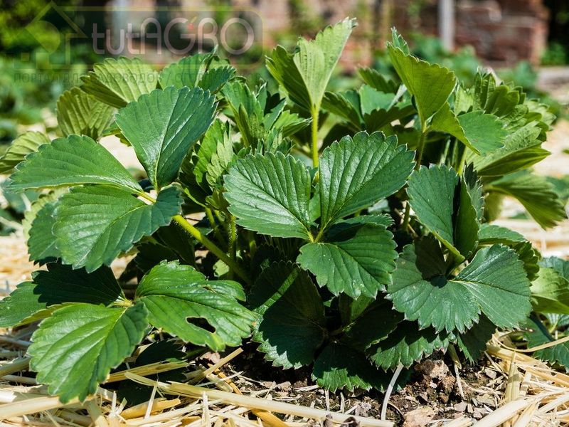 Земляника садовая: уход по расписанию