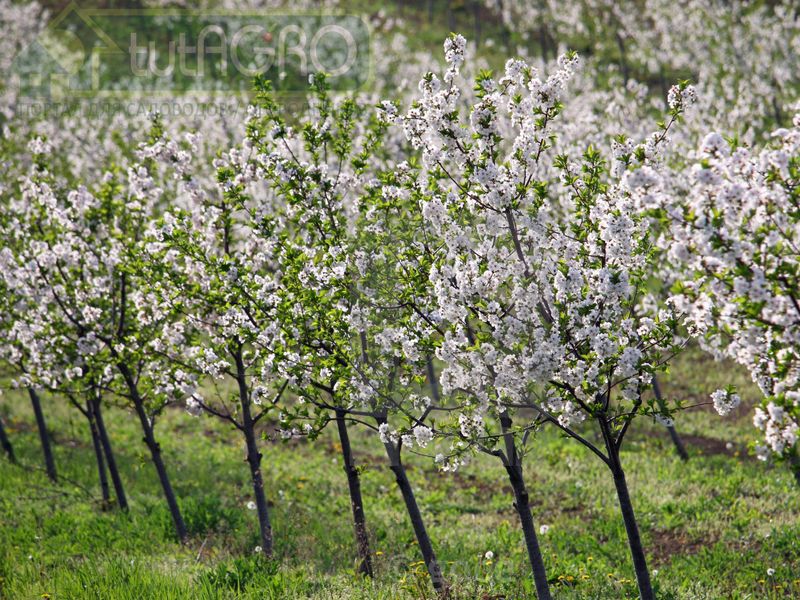 Секреты вишневого сада