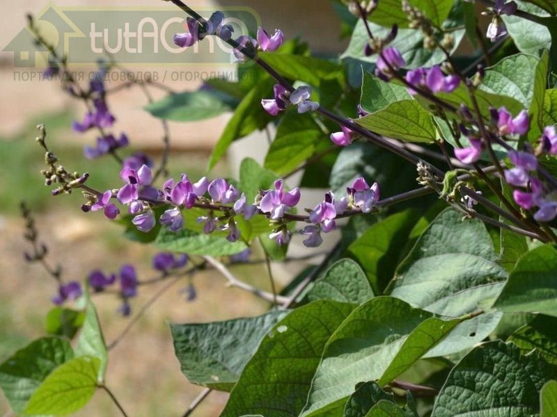 Обратите внимание на однолетние лианы