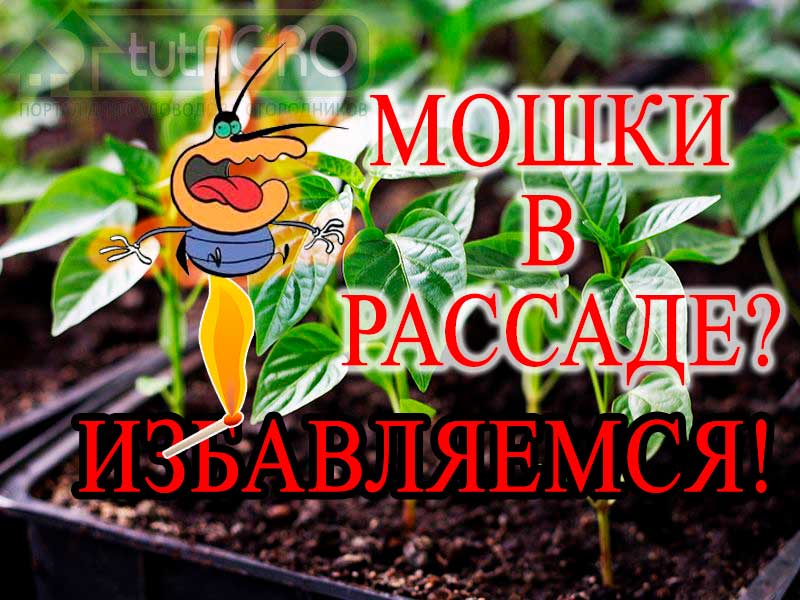 Использование спичек от вредителей - давно испытанный и ДЕЙСТВЕННЫЙ способ избавиться от почвенных вредителей - черных мушек, дрозофил, всевозможных личинок. Однако, этот метод совсем не прост. Мошки в горшках. Мошки в рассаде украдут половину урожая. Простой метод избавиться от мошек!